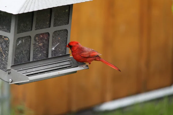 Cardinal, Northern (M) – stockfoto