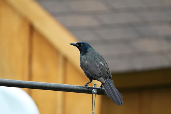 Grackle, загальноприйнята — стокове фото