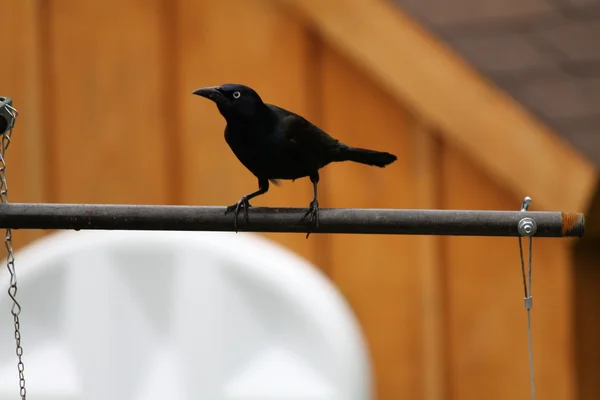 Grackle, gemensamma — Stockfoto