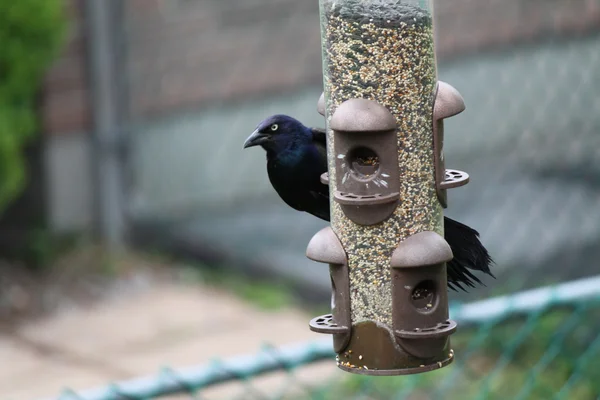 Grackle, gemensamma — Stockfoto