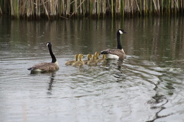 Canada Geese and Goslings — Stock Photo, Image