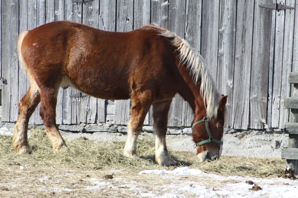 Бельгийская скаковая лошадь — стоковое фото