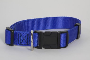 köpek yaka-mavi