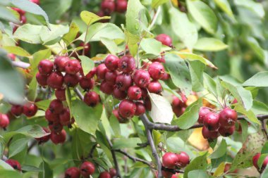 crabapples-kırmızı