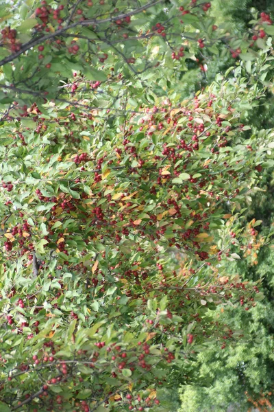 Crabapples-Red — Stock Photo, Image