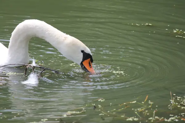 Mute Swan (Cygnus olor) — Stock Photo, Image