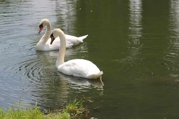Mute Swans (Cygnus olor) — Stock Photo, Image