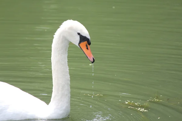 Höckerschwan (Cygnus olor)) — Stockfoto