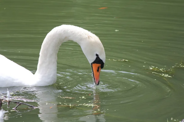 Cisne mudo (Cygnus olor) —  Fotos de Stock