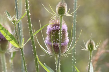 Teasel (Dipsacus fullonum)