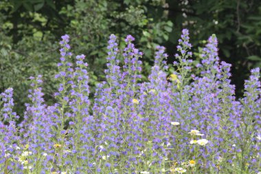 VİPER BÜYÜK (Echium vulgare)