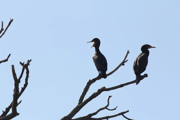 Cormoranes de doble cresta (Phalacrocorax auritus ) — Foto de Stock