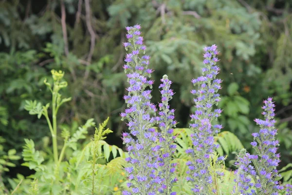 VİPER BÜYÜK (Echium vulgare)