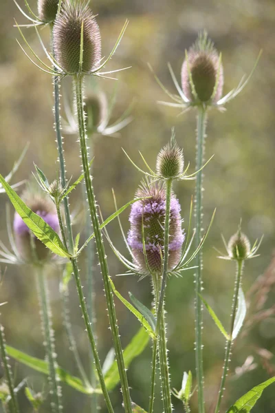 Teasel (Dipsacus fullonum) — Stock Photo, Image