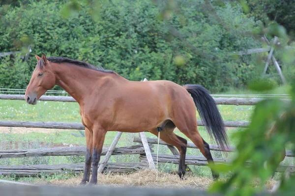 Uriner à cheval — Photo