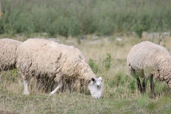 Schafe auf dem Feld — Stockfoto
