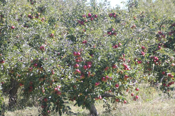 Äpplen på träd — Stockfoto