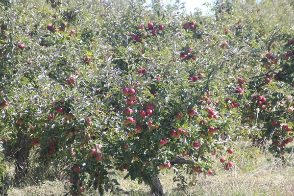 Apples on Tree — Stock Photo, Image