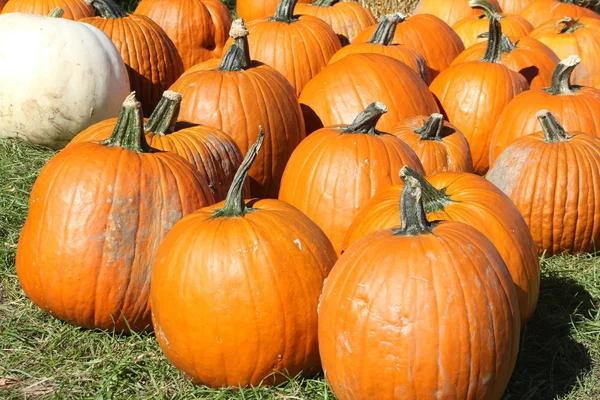 Calabazas en venta — Foto de Stock