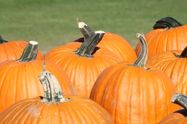 Pumpkins for Sale — Stock Photo, Image