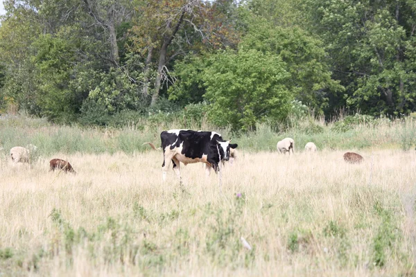 Ovejas y vacas en el campo —  Fotos de Stock