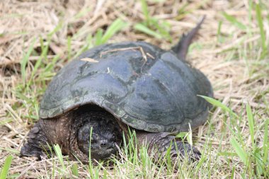 yapışma kaplumbağa, ortak - chelydra serpentina