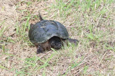yapışma kaplumbağa, ortak - chelydra serpentina