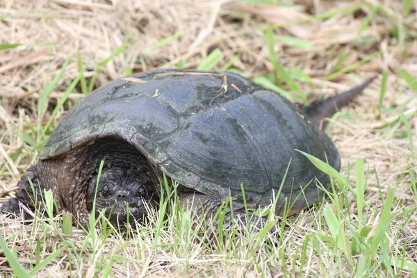 Elseya turtle, gemeenschappelijke serpentina - chelydra — Stockfoto