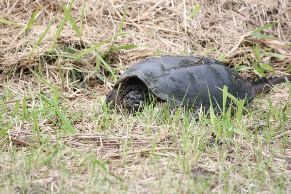 Щелкающая черепаха, Змеиная Челидра — стоковое фото