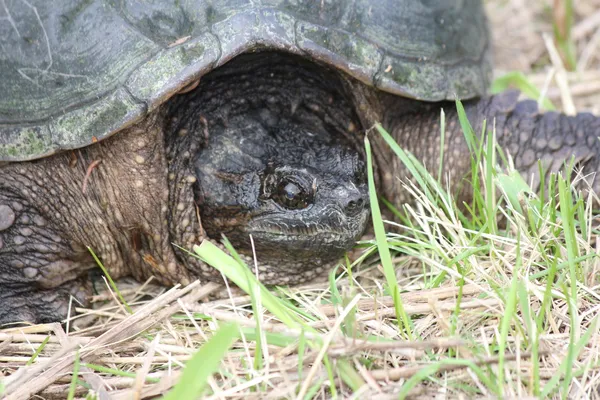 Sköldpadda, gemensamma - chelydra serpentina — Stockfoto
