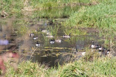 Kanada kazlar bataklık