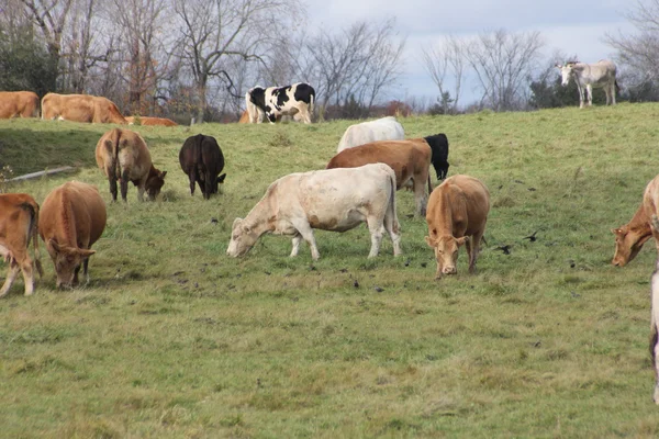 Cows in Pasture — Stock Photo, Image