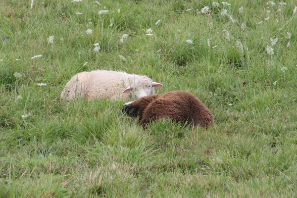 Moutons pondus dans l'herbe — Photo