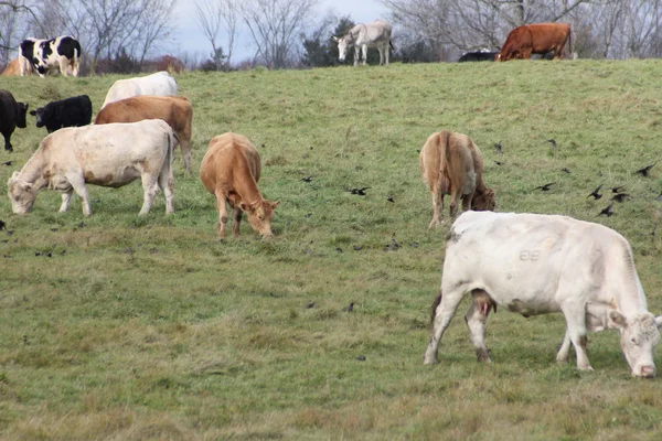 Krávy v pastvinách — Stock fotografie