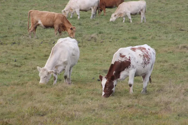 Krávy v pastvinách — Stock fotografie