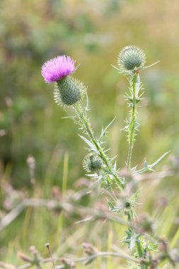 Boğa thistle, cirsium vulgare