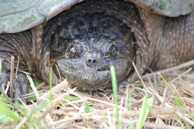 yapışma kaplumbağa, ortak - chelydra serpentina