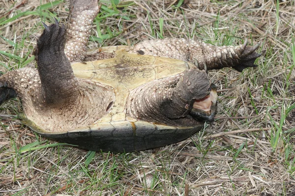 Sköldpadda, vanligt, på baksidan-chelydra serpentina — Stockfoto
