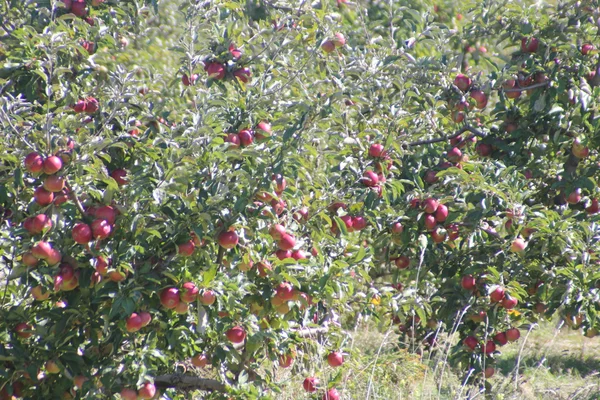 Pommes sur les arbres — Photo