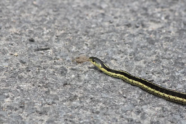 Serpiente liguero —  Fotos de Stock