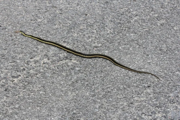 Serpiente liguero —  Fotos de Stock