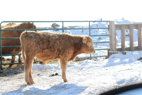 Toro joven — Foto de Stock