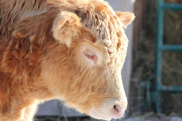 Jonge stier — Stockfoto