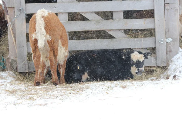 Toro Terneros en el día nevado —  Fotos de Stock