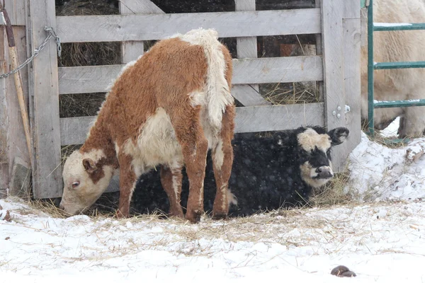 Tjur kalvar snöig dag — Stockfoto