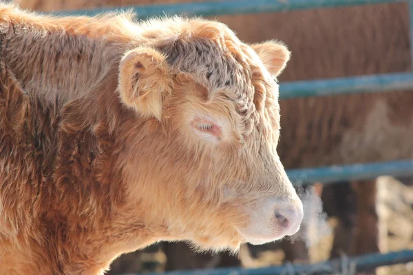 Young Bull — Stock Photo, Image