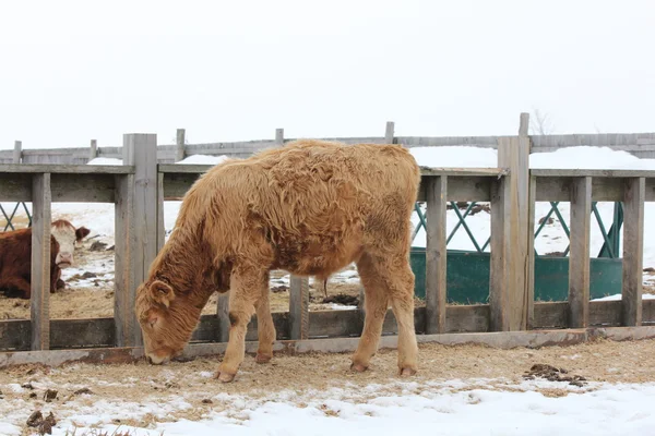 Bull Calf — Stock Photo, Image