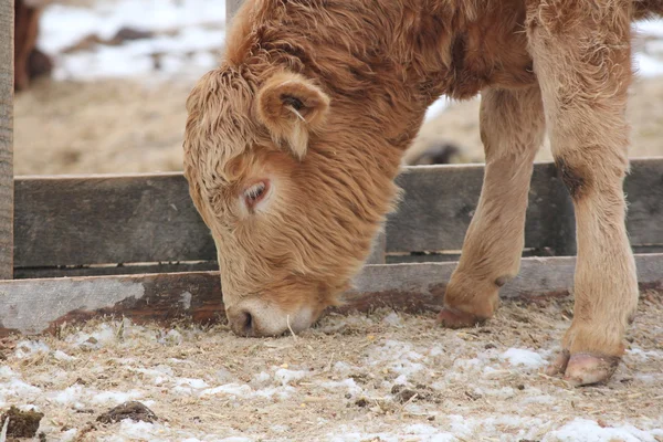 Stier kalf — Stockfoto