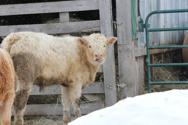 Stier kalf op diervoeders-overdracht veel — Stockfoto