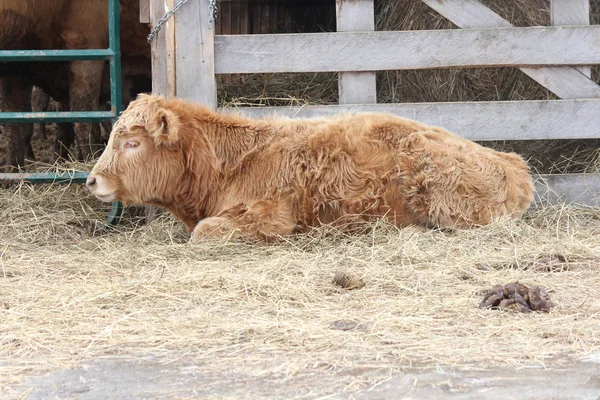 Bullenkalb im Futter-Transfer-Los — Stockfoto